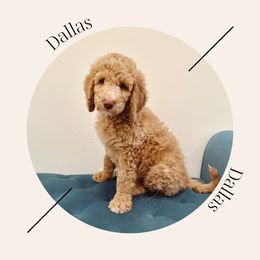 "Available - Male" Bernedoodle Puppies from Sunridge Doodles