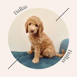 "Available - Male" Bernedoodle Puppies from Sunridge Doodles