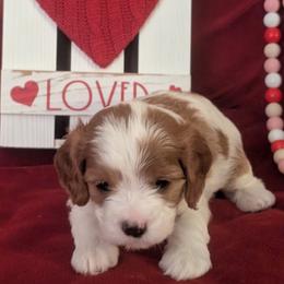 Purple - Blenheim female Cavapoo puppy in Newport, North Carolina from Crystal Coast Cavapoodles