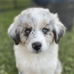 Australian Shepherd Puppies from Bedtime Story Australian Shepherds