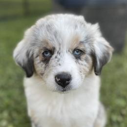 Australian Shepherd Puppies from Bedtime Story Australian Shepherds