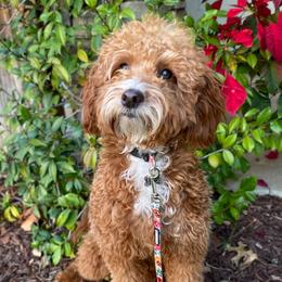 Chloe - Goldendoodle