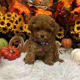 Tiny Daisy - Red  female Poodle puppy in Atlanta, Georgia from ATLANTA POODLE BREEDER (AKC)