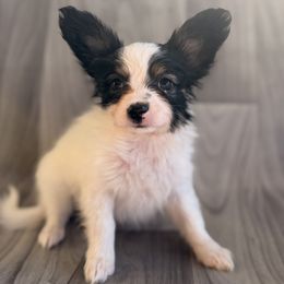 Girl 4 - White black and tan female Papillon puppy in Joshua, Texas from Summertime Kennels