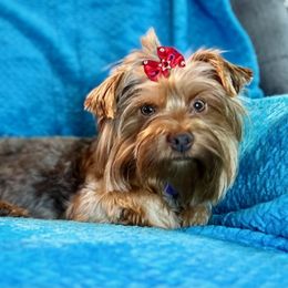 Maple - Yorkshire Terrier