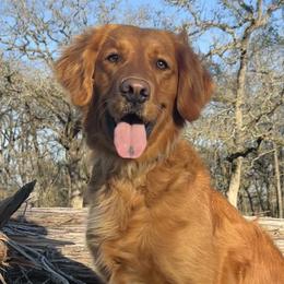 Golden Retrievers and Labrador Retrievers from Fourhead Kennels