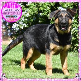 SWEET MUFFIN - Black and red female German Shepherd puppy in Murrieta, California from Diamond Oaks German Shepherds
