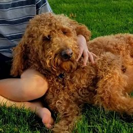 Cooper - Labradoodle