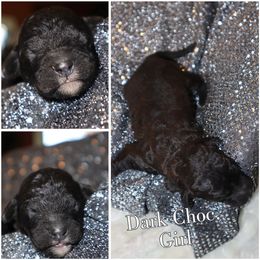 Dark chocolate - Brown female Whoodle puppy in Smallett, Missouri from Leshas Whoodles