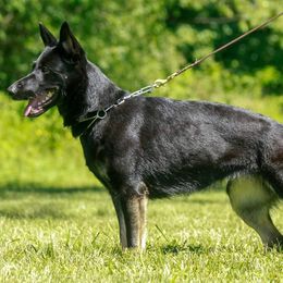 German Shepherds from Briskhof German Shepherd Dogs