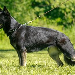 German Shepherds from Briskhof German Shepherd Dogs