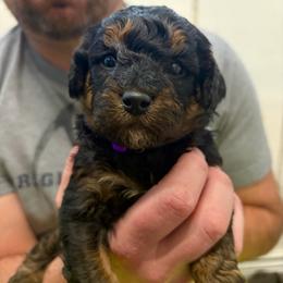 Girl 2 - Phantom female Poodle puppy in Henefer, Utah from Mountain Valley Poodles