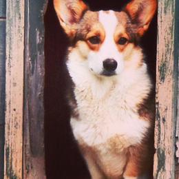 Pembroke Welsh Corgis from Springer's Corgis