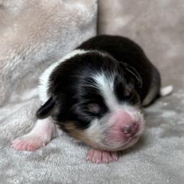 Pepper - Purple - Black tri-color female Australian Shepherd puppy in Richmond, Virginia from Madeline Lee