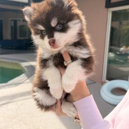 Leaf - Chocolate male Pomsky puppy in Spring Hill, Florida from Besties Paw Life