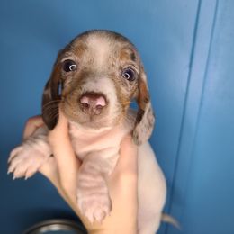 Dachshund Puppies from Far Far Away Dachshunds
