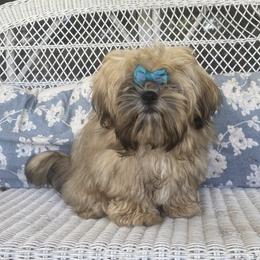 CInderella - Shih Tzu