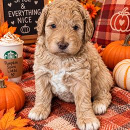 Spice - Apricot male Goldendoodle puppy in O'fallon, Missouri from Rockin R Doodles