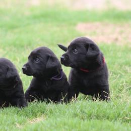 Girl 3 - Black female Labrador Retriever puppy in Four Oaks, North Carolina from TLC Retrievers