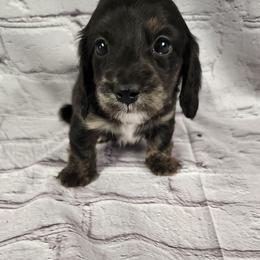 Basil - Black and cream female Dachshund puppy in Anaconda, Montana from Williams Family Dachshunds