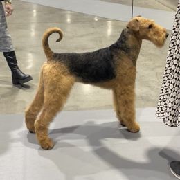 Lewis - Airedale Terrier