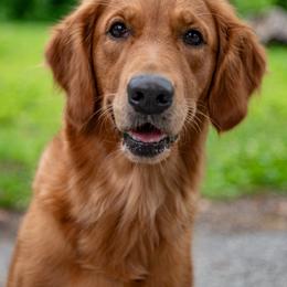 Rory - Golden Retriever