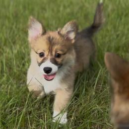 AKC Sable  FLUFFY Triple clear - Sable male Pembroke Welsh Corgi puppy in Summerfield, Florida from Promise Land Farm