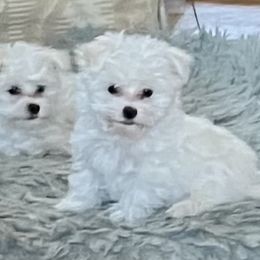 Maltese from AddaSiDanes