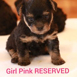 Yorkshire Terrier Puppies from JosRora Yorkies
