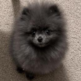 Royal - Blue male Pomeranian puppy in Newalla, Oklahoma from Classy Poms