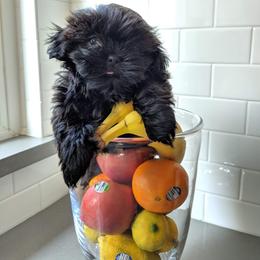 Shih Tzu All Grown Up from AKC Shih Tzu of California