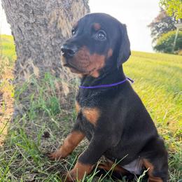 Nova - Black and rust female Doberman Pinscher puppy in Peru, Indiana from De luxe dobermans