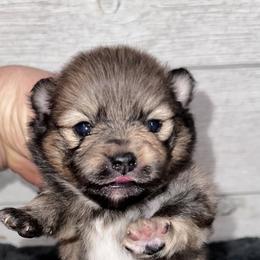 Jack - Orange sable male Pomeranian puppy in Wagner, South Dakota from Lisas Pomeranians