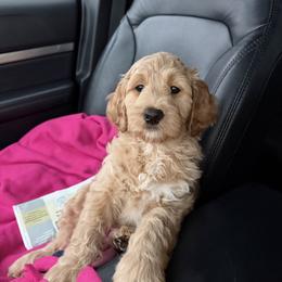 Miss White - Apricot female Goldendoodle puppy in Monticello, Indiana from Faithfully Yours Doodles