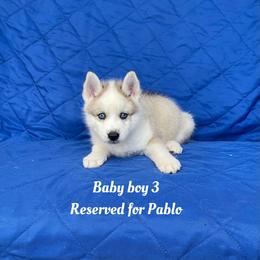 Baby boy 3 - Sable and white male Siberian Husky puppy in Ocala, Florida from Florida Husky Puppies