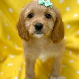 Cavalier King Charles Spaniel, Cavapoo, and Poodle Puppies from Red Skye Cavaliers and Cavapoos