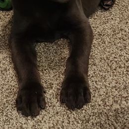 Labrador Retriever Puppies from Cary’s Buck Creek Retrievers