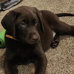 Labrador Retriever Puppies from Cary’s Buck Creek Retrievers
