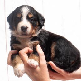 Teal Collar Female - Black rust and white Bernese Mountain Dog puppy in Collinsville, Texas from Berner Dynasty