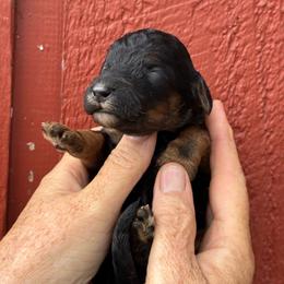 Milky Way - Phantom female Poodle puppy in St. Johnsbury, Vermont from Poodles of the Northern Woods