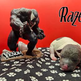 Raze - White and blue male Rat Terrier puppy in Lynn, Alabama from Cryptic Rat Terriers