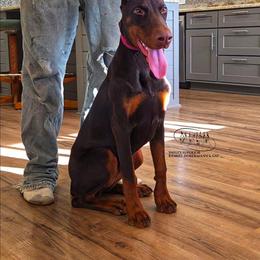 Gloria - Red and rust female Doberman Pinscher puppy in China Township, Michigan from Snell's Superior Kennel Dobermann & GSP