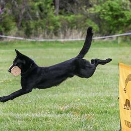 German Shepherd puppies from German Shepherds of Virginia