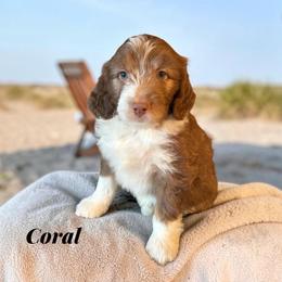 Coral - Red tri-color female Aussiedoodle puppy in Ellenburg Center, New York from Kristin's Puppies