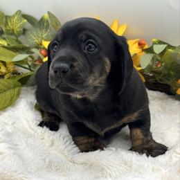 Darby - Black and tan female Dachshund puppy in Exeter, California from Sawtooth Miniature Dachshunds