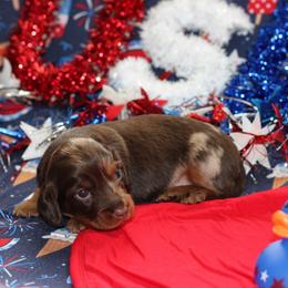 Kai - Dapple male Dachshund puppy in Staley, North Carolina from Langley Farms Dachshunds