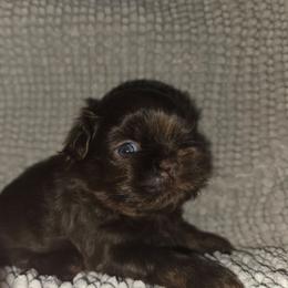 Oogie Boogie - Chocolate male Shih Tzu puppy in Fairview Park, Ohio from Sunshine Shih tzus
