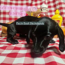 Dachshund Puppies from Facin East Dachshunds