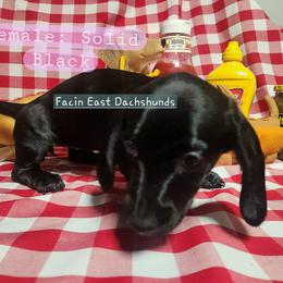Dachshund Puppies from Facin East Dachshunds