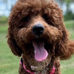 Cherry - Goldendoodle